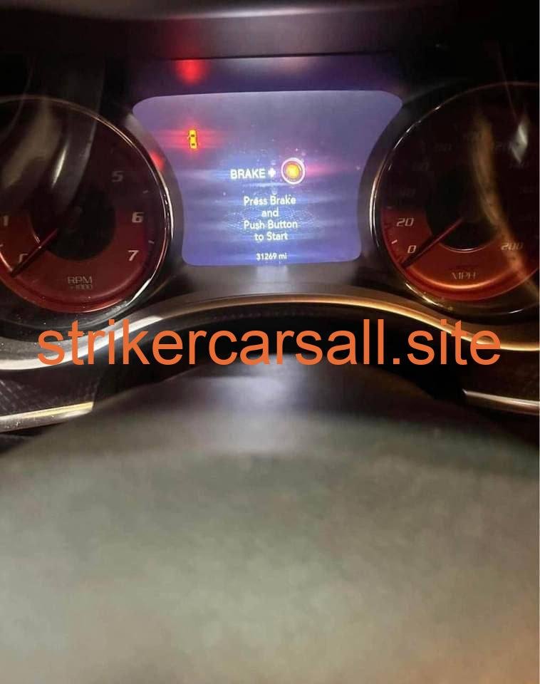 16 cat slim body - Image 5